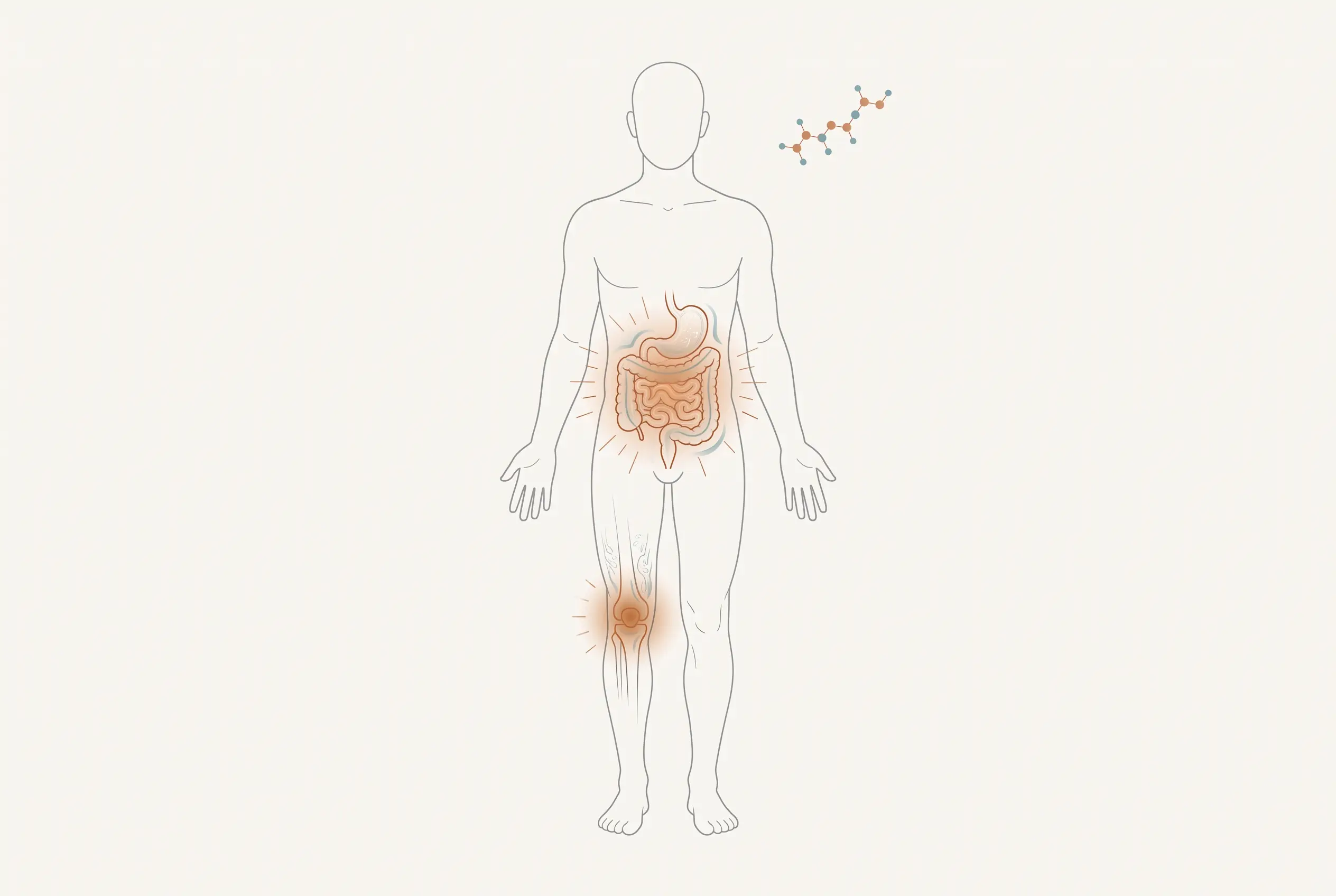 Illustration showing the part of the body LL-37 is studied to act on