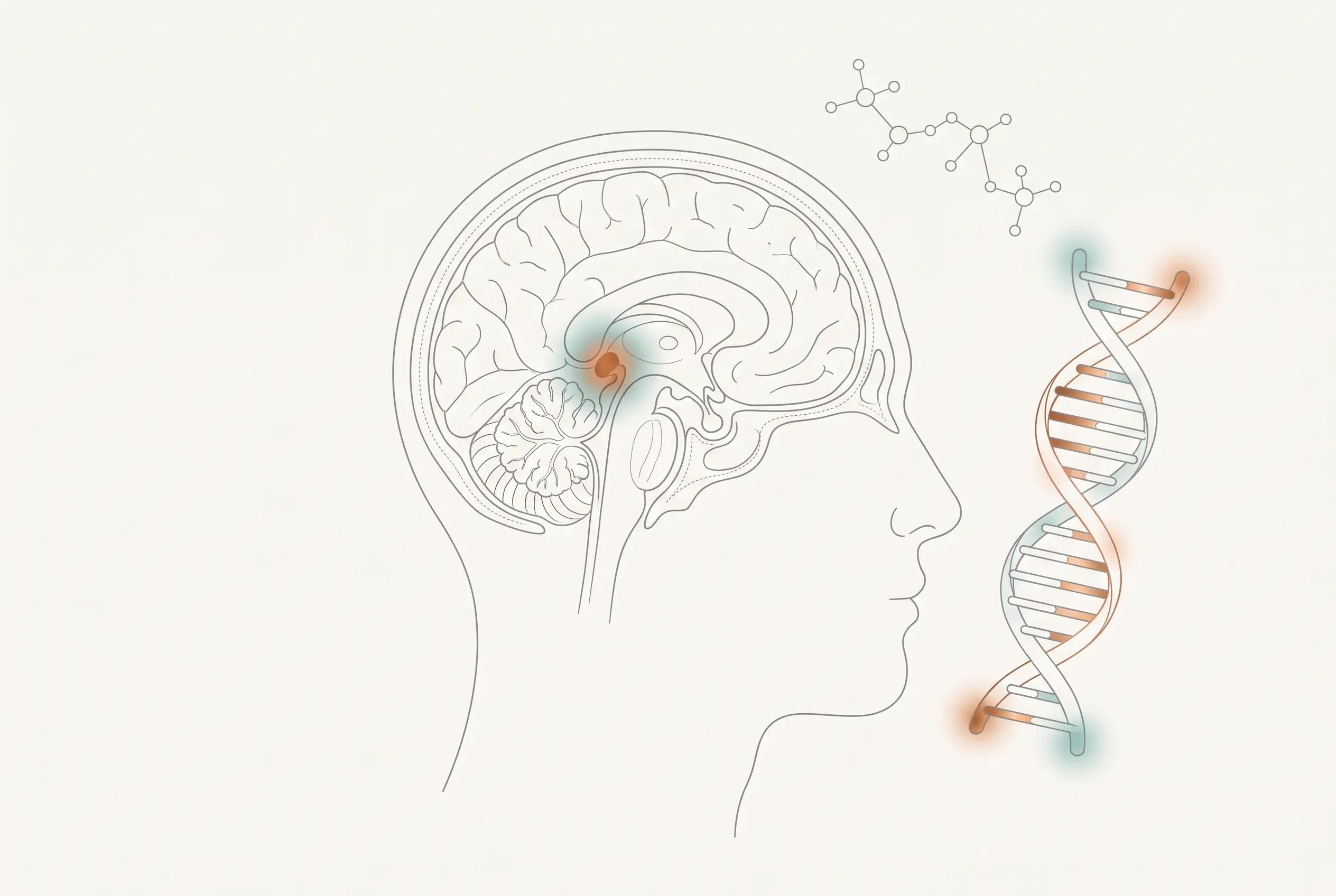 Illustration showing the part of the body Epitalon is studied to act on