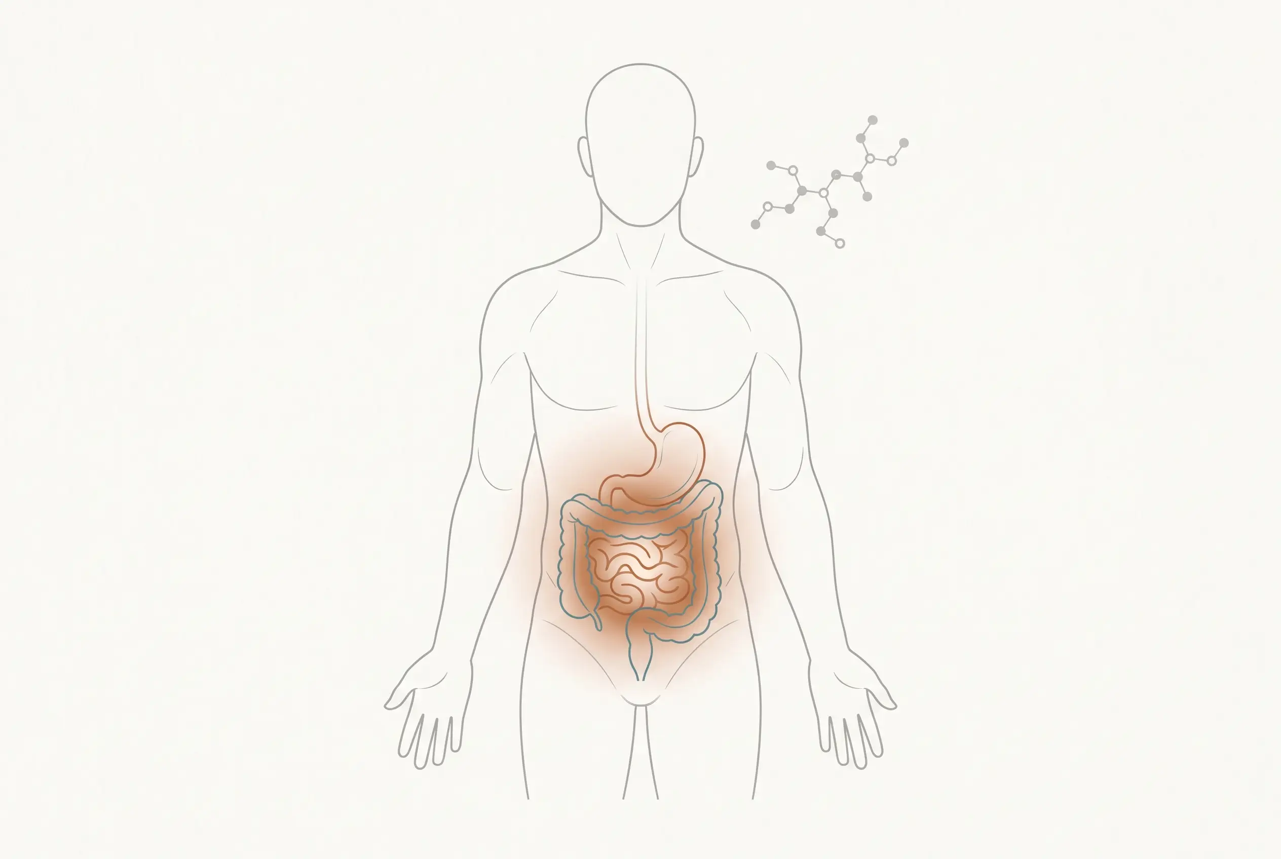 Illustration showing the part of the body KPV is studied to act on